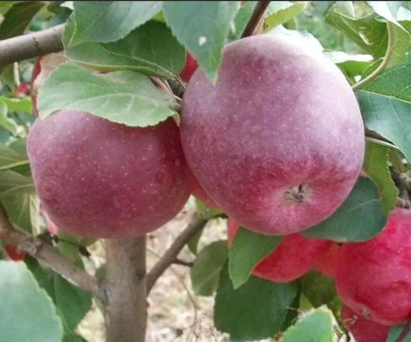 Саженцы Зимних Яблонь Купить