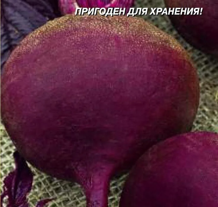 Семена Свекла Смуглянка : описание сорта, фото - купить с доставкой илипочтой России