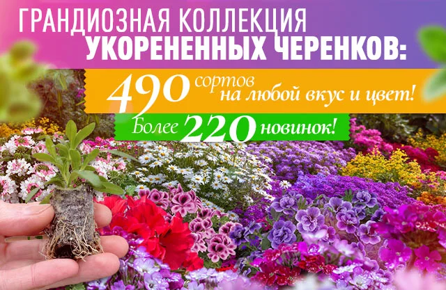 Укорененные черенки 2026 с новинками