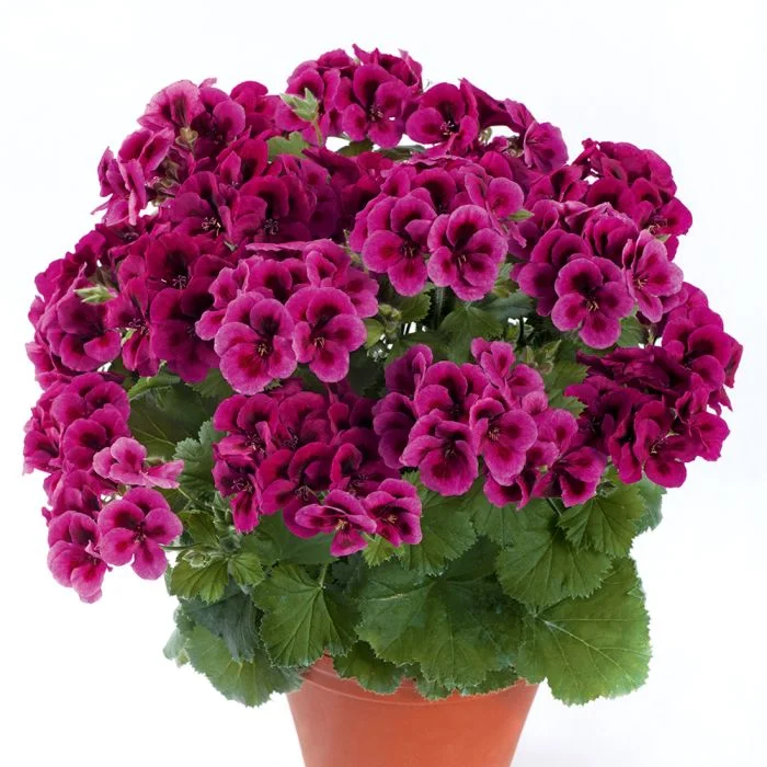 Пеларгония крупноцветковая Кларион Виолет