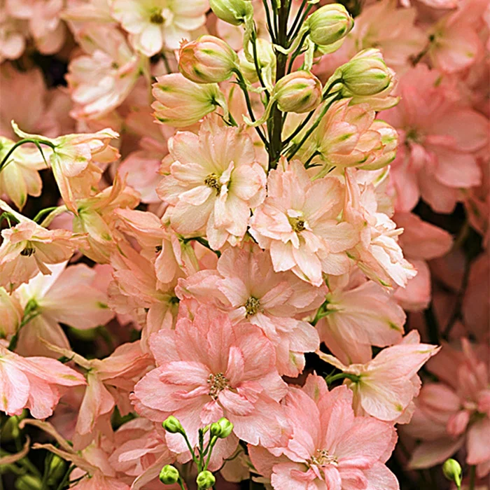 Дельфиниум Принцесса Каролина Дельфиниум Принцесса Каролина