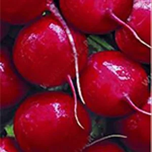 Большие, круглые корнеплоды среднего веса