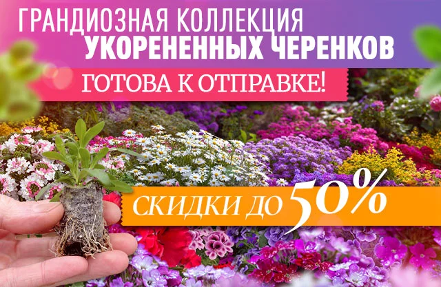 Укорененные черенки -50