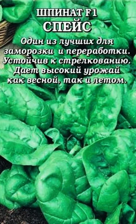 Семена Шпинат Спейс F1: описание сорта, фото - купить с доставкой илипочтой России