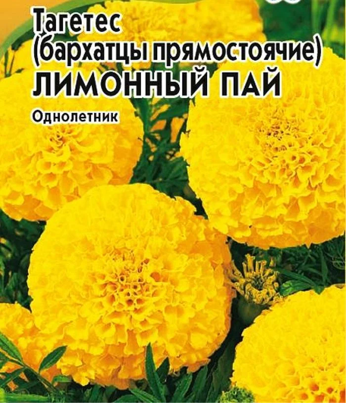 Семена Бархатцы прямостоячие Лимонный пай : описание сорта, фото ...