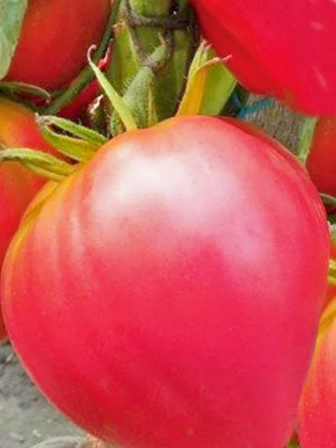 Краса сибири томат описание фото