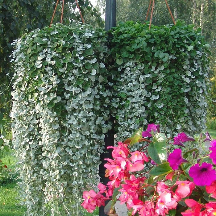 Дихондра серебристая EMERALD FALLS GREEN - 3 шт.