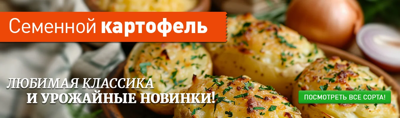 Семенной картофель