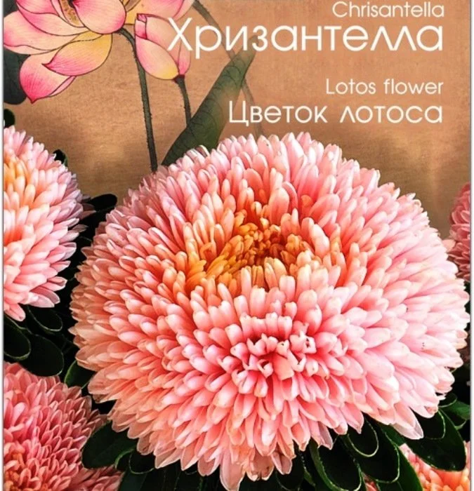 Хризантелла Китайская Купить Семена