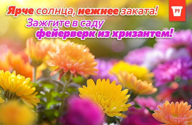 Хризантемы