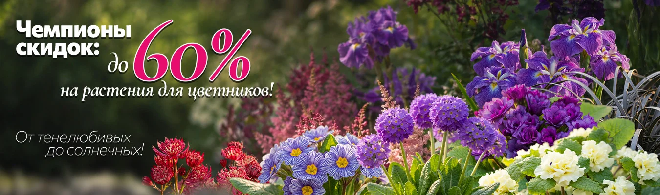 Чемпионы скидок