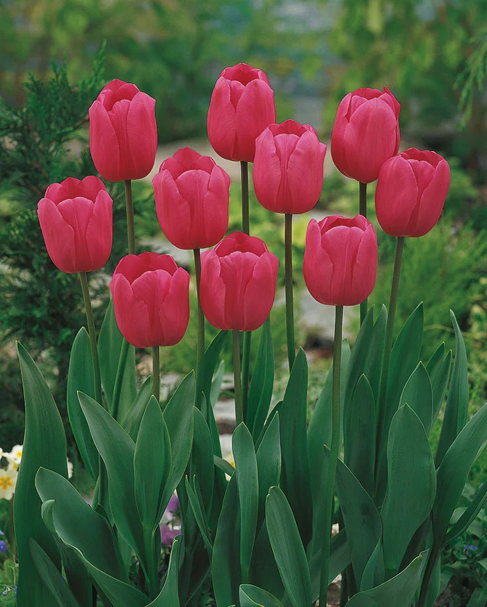 Тюльпан Дон Кихот Тюльпан Дон Кихот