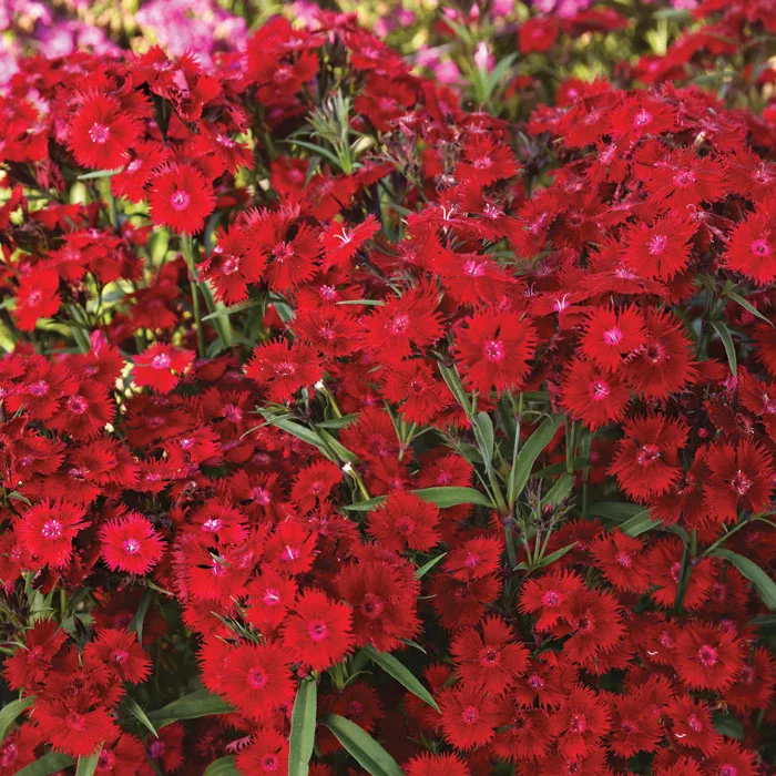 Гибридные гвоздики. Гвоздика ампельная Red. Гвоздика гибридная Rockin' Red. Гвоздика f1 гибридная Рокин ред. Гвоздика ампельная многолетняя.