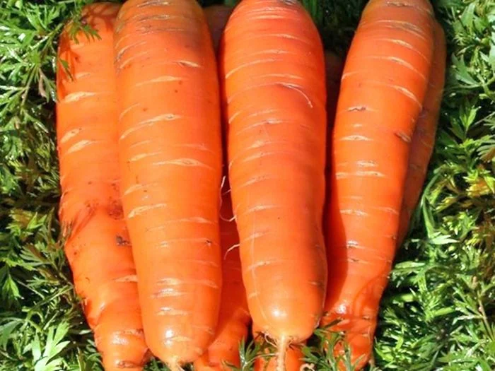 Морковь Аленка: описание и характеристики сорта, правила посадки и выращивания, отзывы - полезная информация на сайте