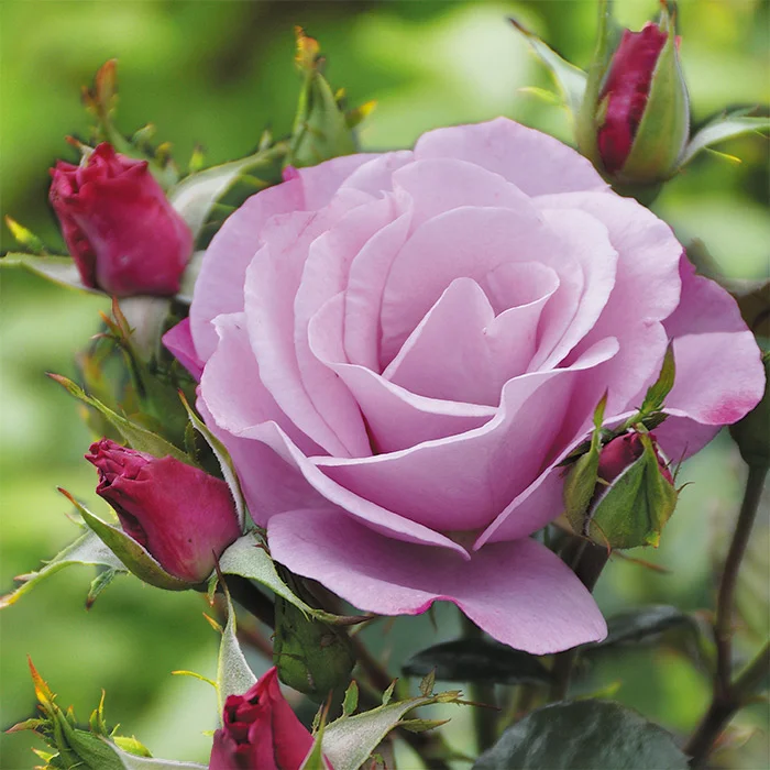 Роза штамбовая Аква Роза штамбовая Аква