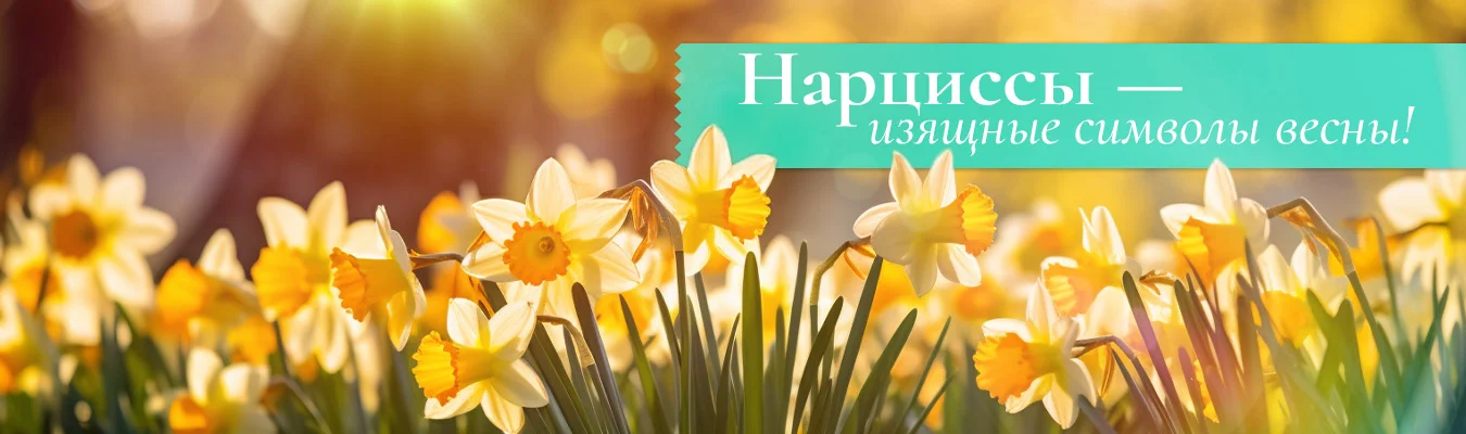 Нарциссы