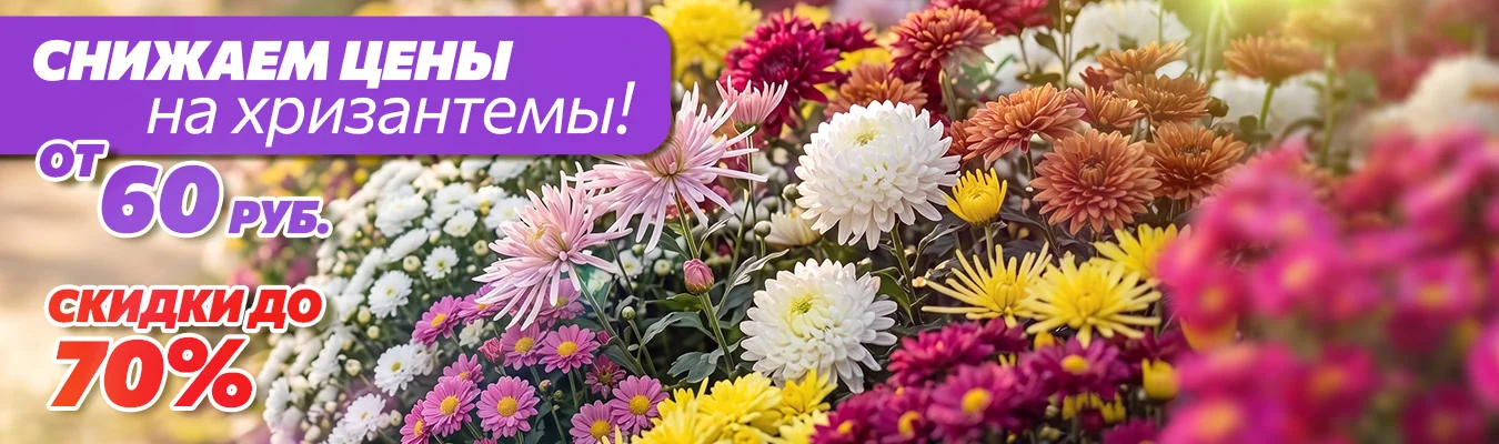 Суперцены на хризантемы