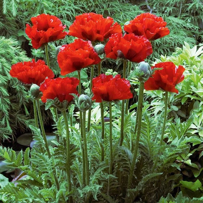 Декоративный мак купить. Мак Восточный (Papaver orientale). Мак Восточный папавер. Мак Восточный Даблунс. Папавер оранжевый махровый.