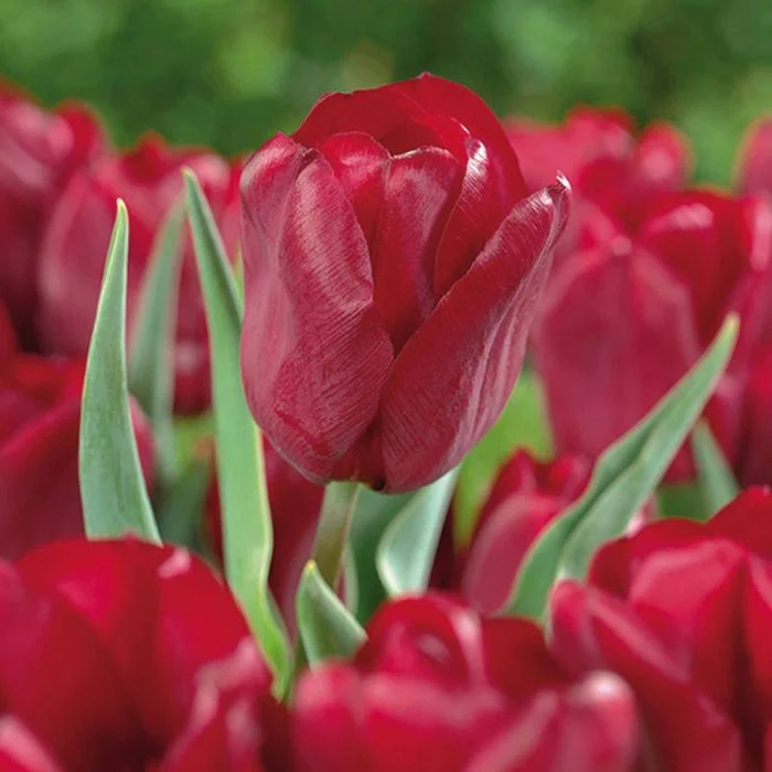 Тюльпан Седов Тюльпан Седов