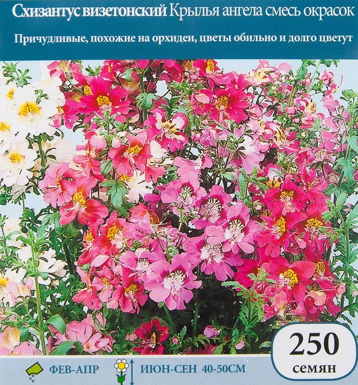 Схизантус крылья ангела семена. Схизантус визетонский. Схизантус визетонский Крылья ангела. Семена схизантус Крылья ангела. Схизантус Райские бабочки.