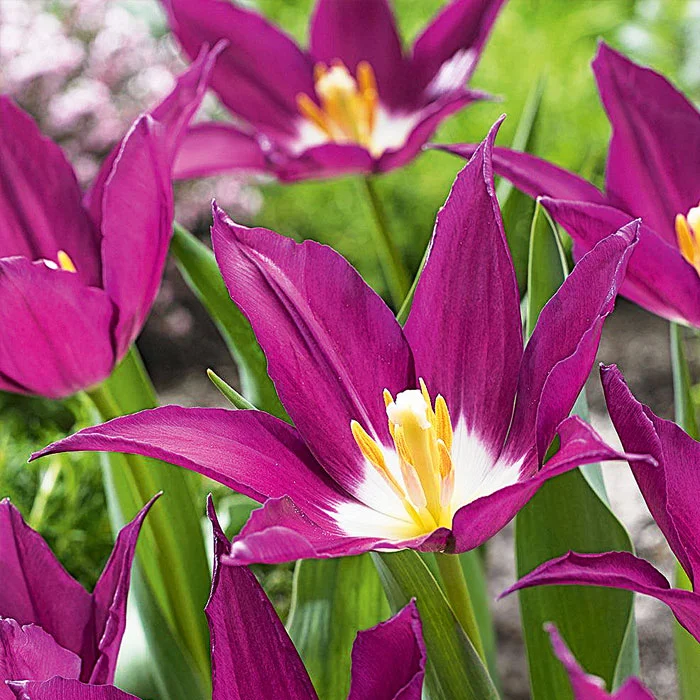 Тюльпан Фиолетовый сон Тюльпан Фиолетовый сон