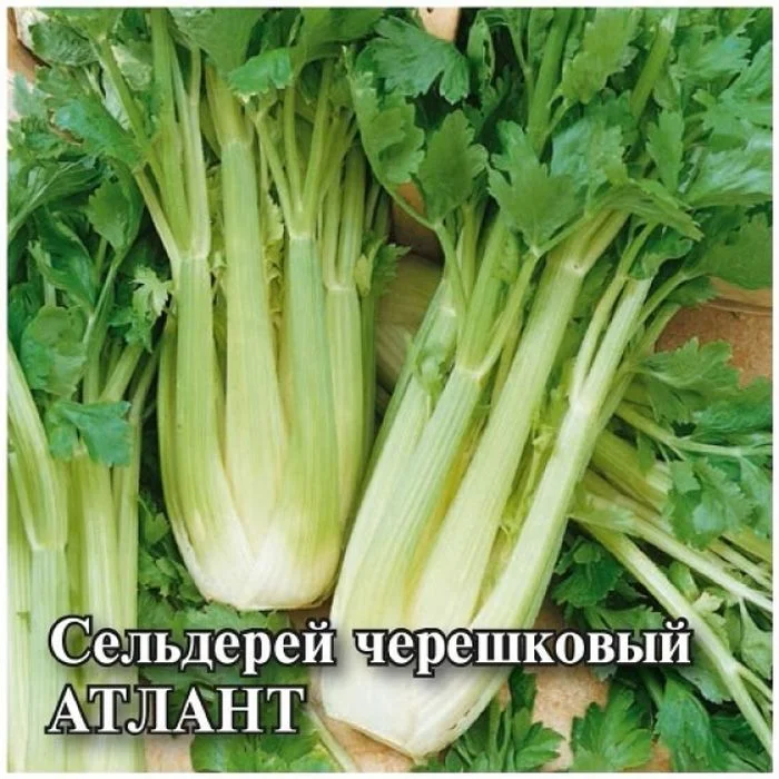 Семена Сельдерей черешковый Атлант*: описание сорта, фото - купить сдоставкой или почтой России