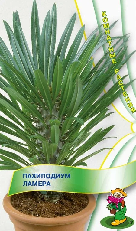Семена домашних цветов