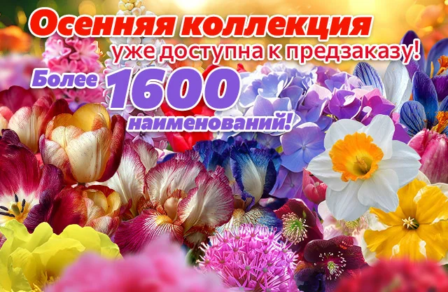 Осенняя коллекция 2025 - видео