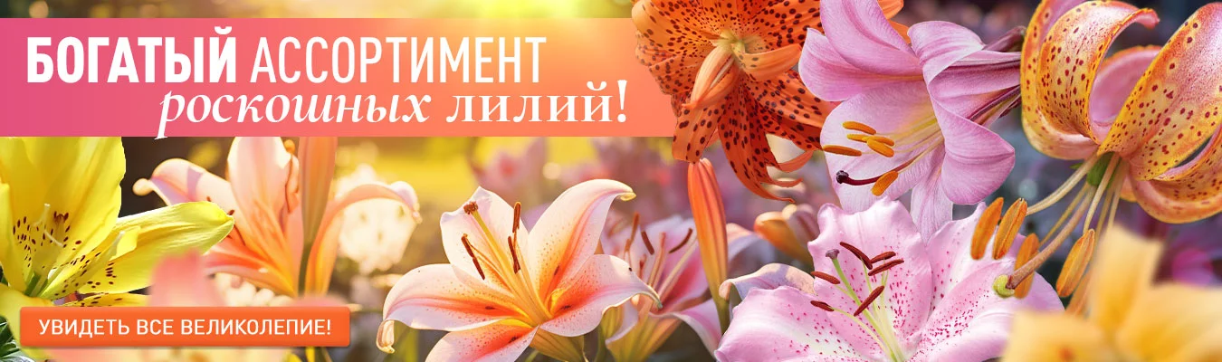 Коллекция лилий 2025 - видео