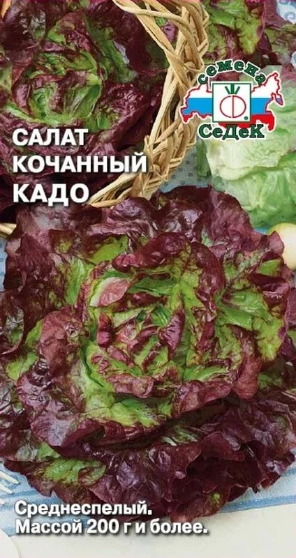 Семена Салат кочанный Кадо: описание сорта, фото - купить с доставкой ...