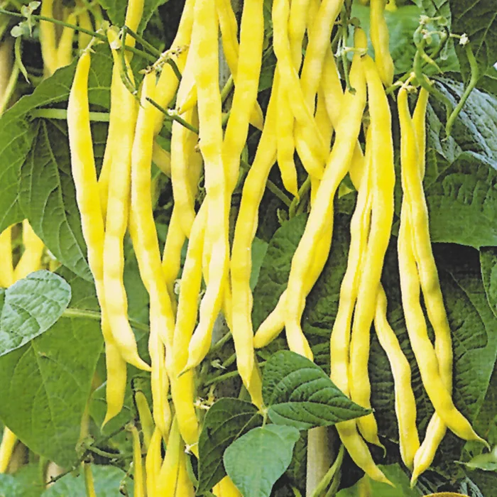 Фасоль Золотой нектар описание сорта, фото, отзывы, посадка и уход