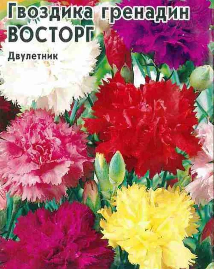 Семена Гвоздика гренадин Восторг, смесь: описание сорта, фото - купить ...