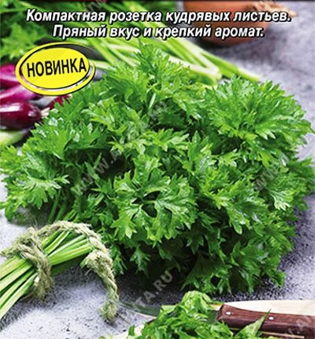 Семена Сельдерей листовой Ажур®: описание сорта, фото - купить с доставкойили почтой России
