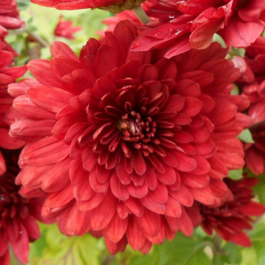 Хризантема корейская Юрий Гагарин Хризантема корейская Юрий Гагарин