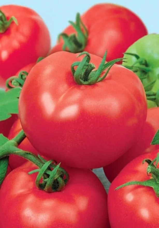 Томат Дебютантка F1 Томат Дебютантка F1