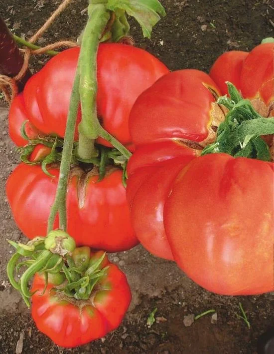 Вкусовые особенности гигантского селекционного томата