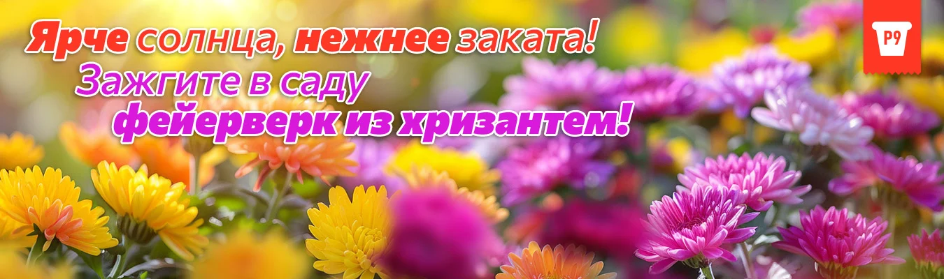 Хризантемы