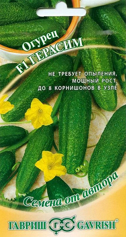 Огурец герасим фото