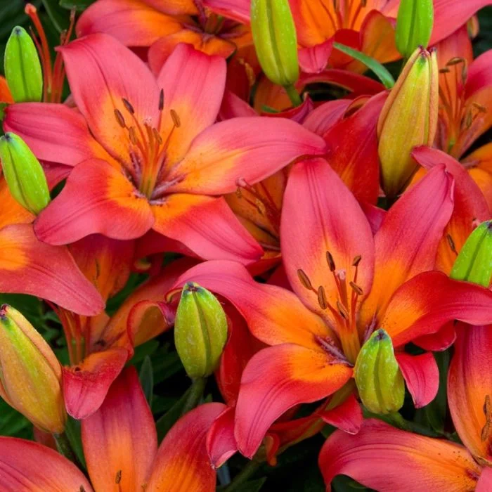 Лилия Матрикс (Lilium Matrix) купить луковицы в Москве по низкой цене, доставка