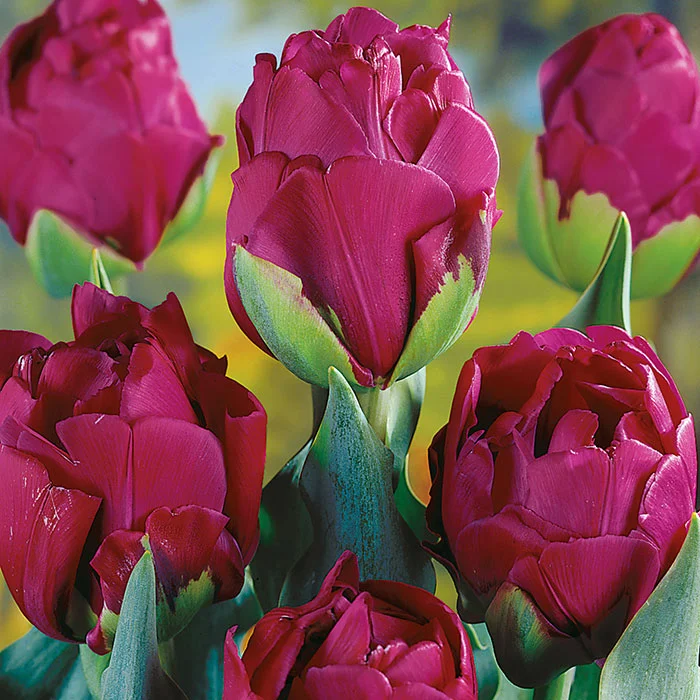 Тюльпан Абигейл Тюльпан Абигейл