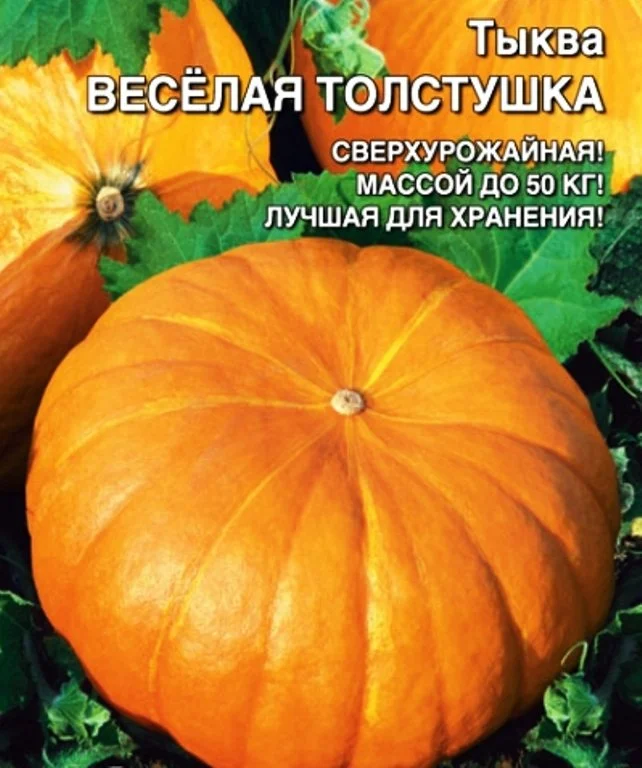 Тыква багратион. Сорт тыквы веселые ребята. Тыква сорт весёлые ребята. Тыква цукат крупноплодная 1гр. Сорт тыквы веселые ребята.