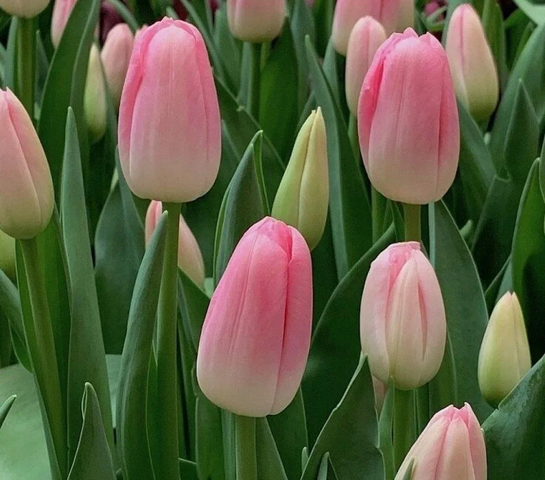 Тюльпан Династия Тюльпан Династия