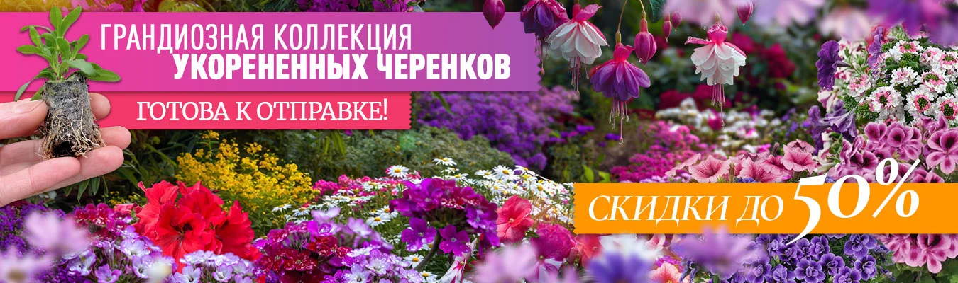 Укорененные черенки -50