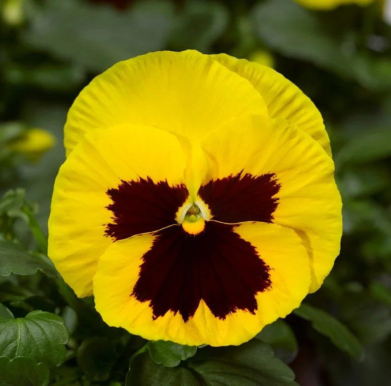 Виола Виттрока Yellow Violet Wing