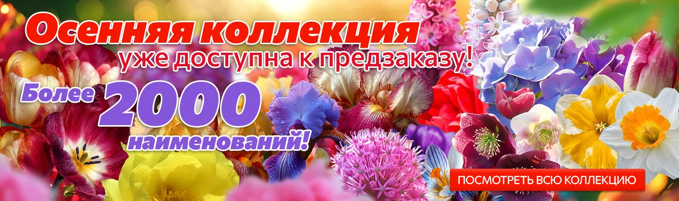 Осенняя коллекция 2025 - видео