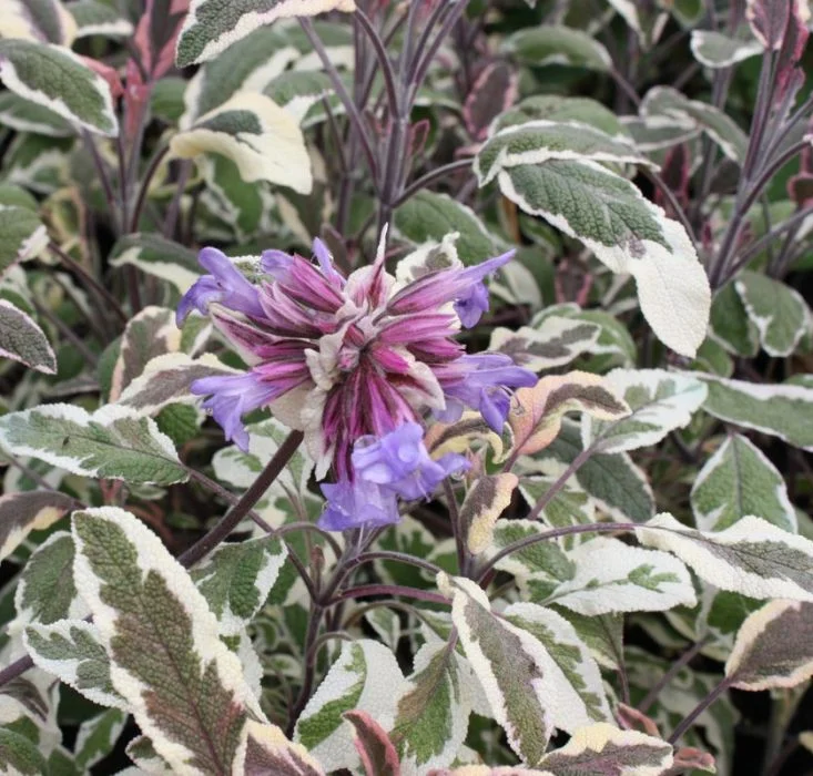 Купить Шалфей лекарственный Триколор в Москве и РФ. Описание сорта ...