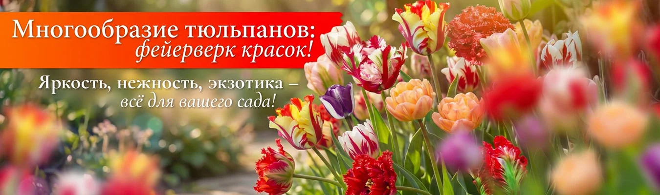 Тюльпаны в наличии