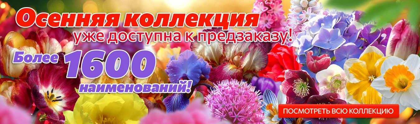 Осенняя коллекция 2025 - видео