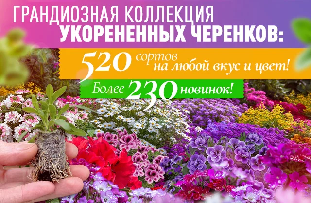 Укорененные черенки 2026 с новинками