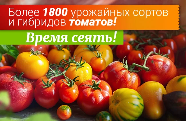 Семена томатов